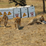 Lions in Akagera National Park