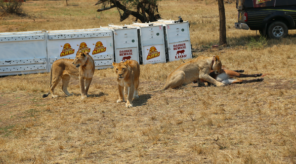 Lions in Akagera National Park