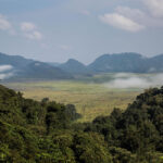 Nyungwe Forest