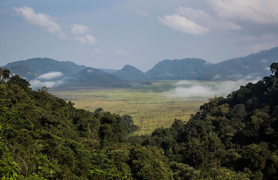 Nyungwe Forest