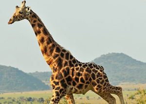 Akagera Self drive trips