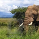 Akagera Elephants