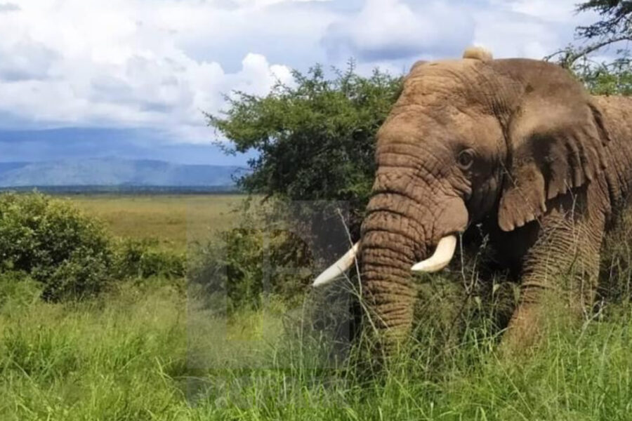Akagera Elephants