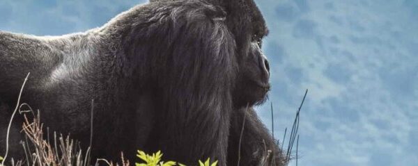 Rwanda National Parks