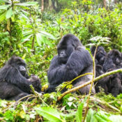 Rwanda Gorilla Safaris