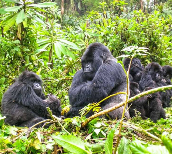 Rwanda Gorilla Safaris