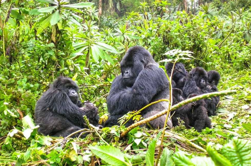 All You Need to Know about Rwanda Gorilla Safaris