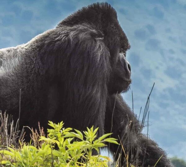 Rwanda National Parks